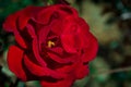 Incredible vibrant Ã¢â¬ÅDrop Dead RedÃ¢â¬Â Rose blooming in the sun